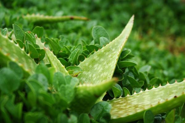 The Best Natural Alternatives to Omeprazole - Aloe vera