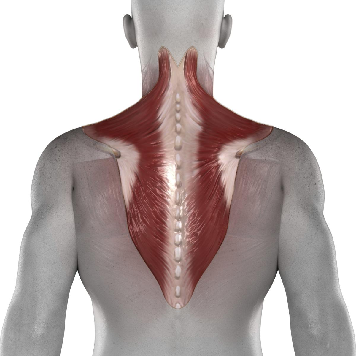 How Long Does A Trapezius Muscle Strain Last