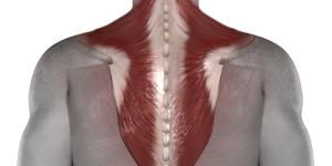 How Long Does A Trapezius Muscle Strain Last