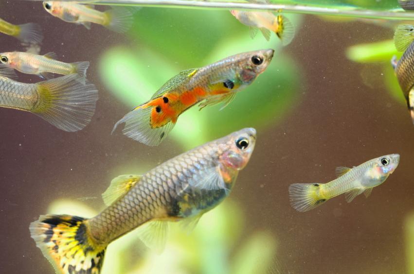 Tropical fish pregnant discount