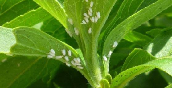 How to Get Rid of Whitefly Naturally