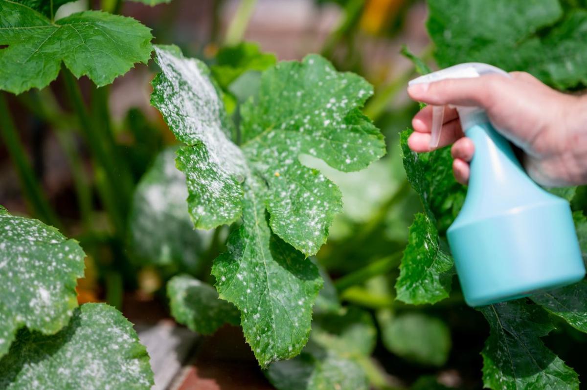 Can You Water Your Plants With Milk?