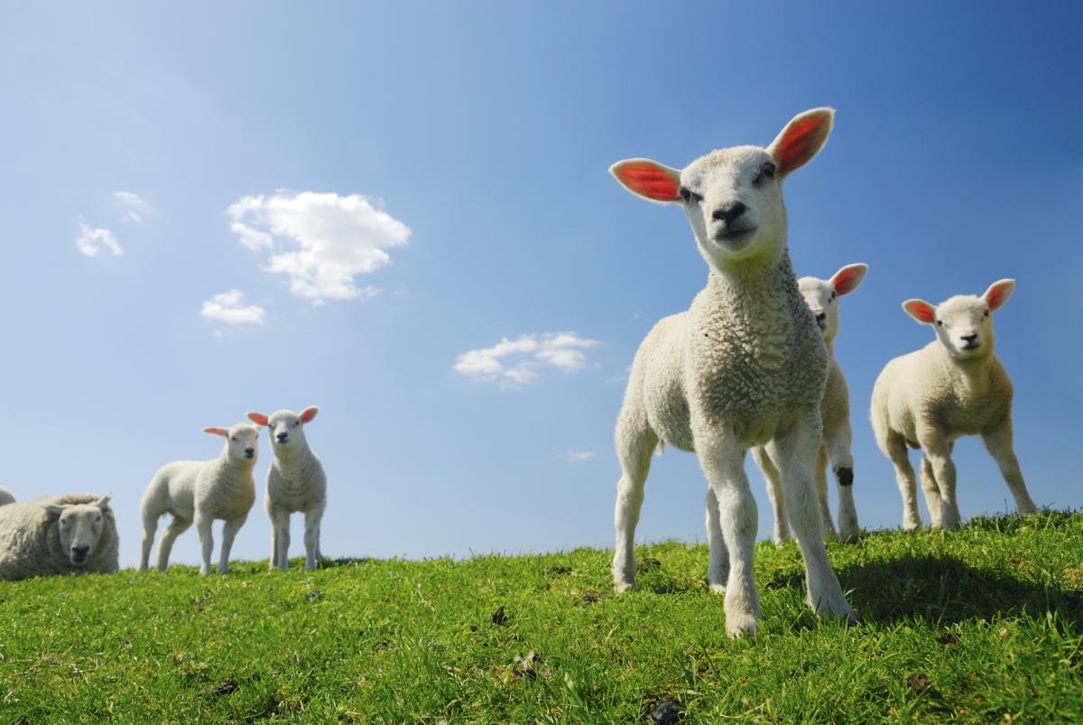 When does a Lamb Become Mutton?