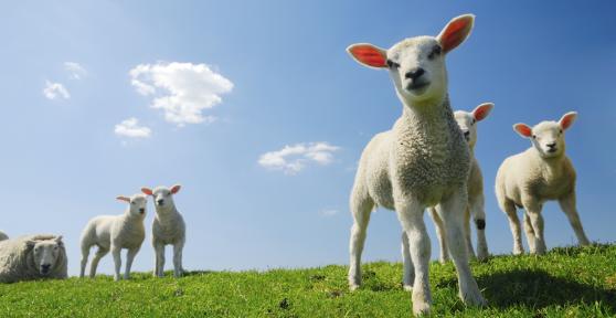 When does a Lamb Become Mutton?
