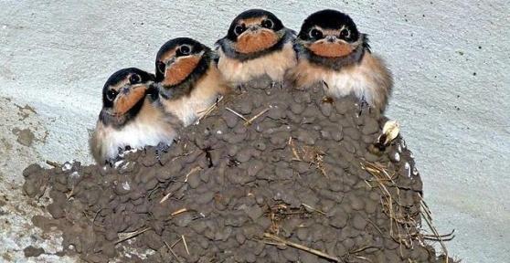 How to Stop Swallow Nesting