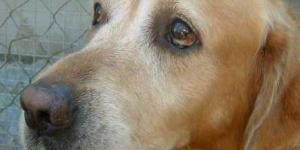 Which Animals Can Really Cry Like Humans?