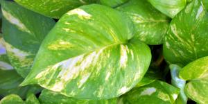 How to Care for Devil's Ivy