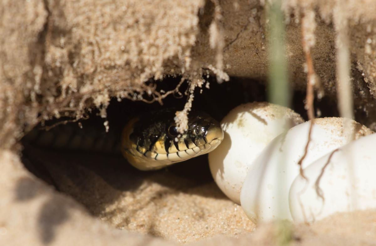 When Do Snake Eggs Hatch