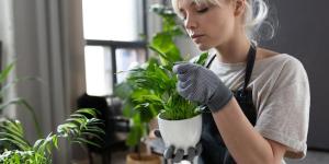 Why Are My Indoor Plants Not Growing