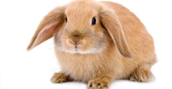 Why Is My Rabbit Shaking?