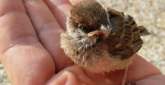 How to Care for and Raise a Baby Sparrow