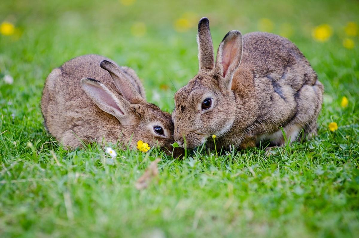 How to Feed a Pregnant Rabbit