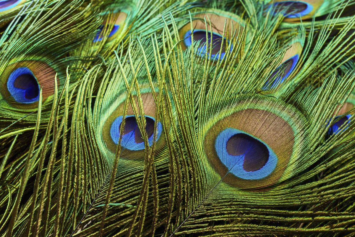 Are Peacock Feathers Bad Luck?