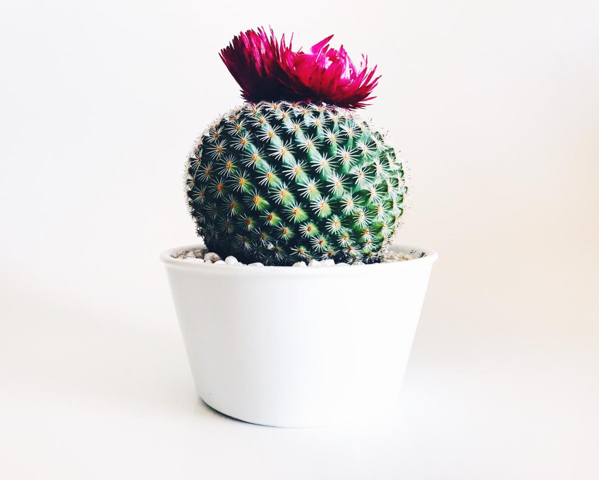 Do Cacti Bring Bad Luck According to Feng Shui? - Placement and Tips