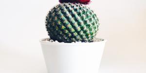Why Is It Bad Luck To Have A Cactus In The House?