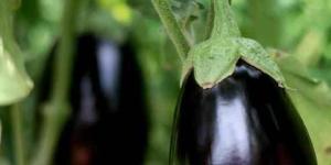 How to Grow Eggplants in a Garden