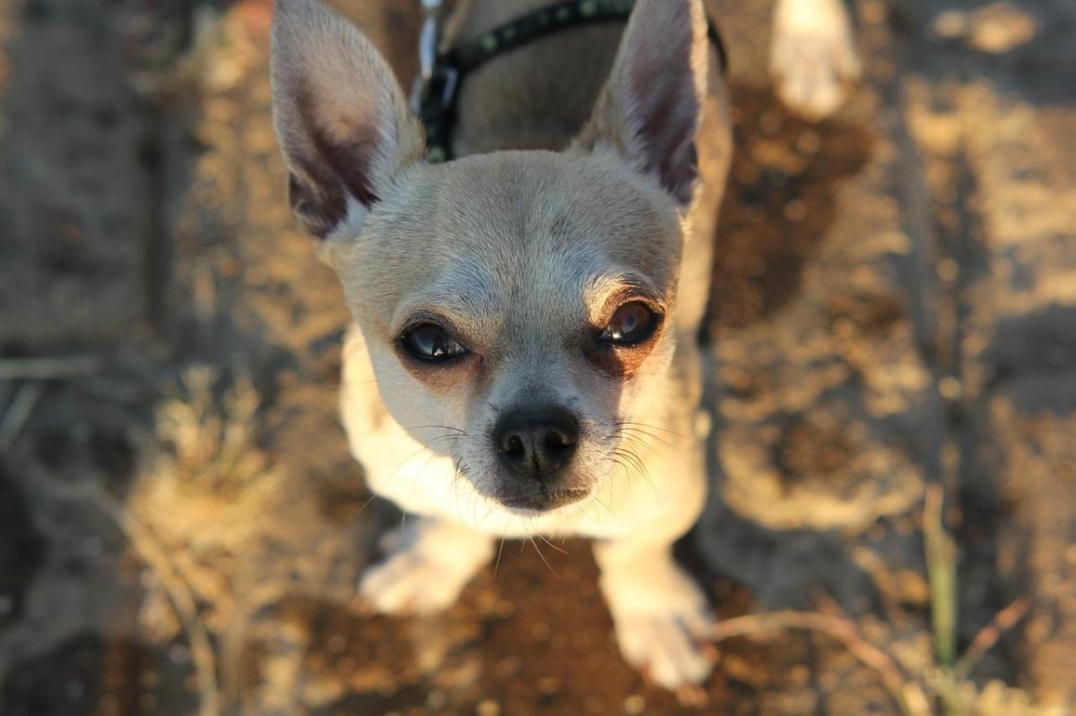 What Should a Chihuahua Dog Eat