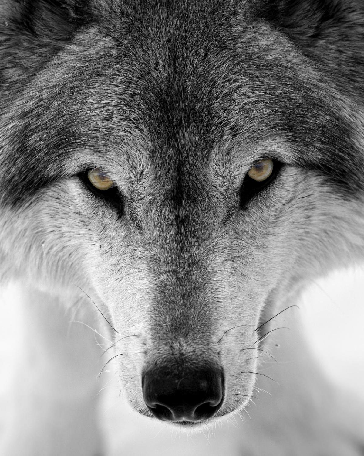 How To Know If You Are Otherkin