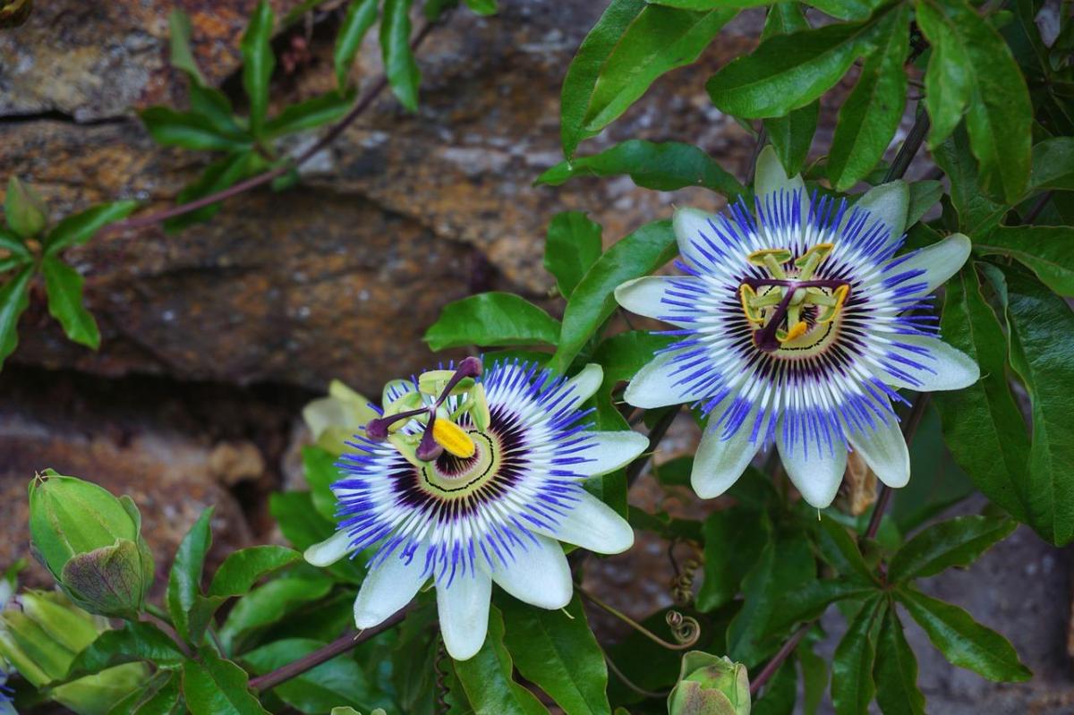 Flowering Climbing Plants and Vines