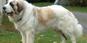 How to Care for a Spanish Mastiff
