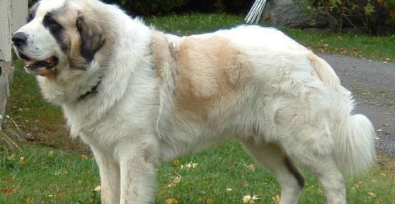 How to Care for a Spanish Mastiff