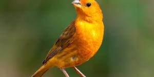 How To Tell If My Canary is Male or Female