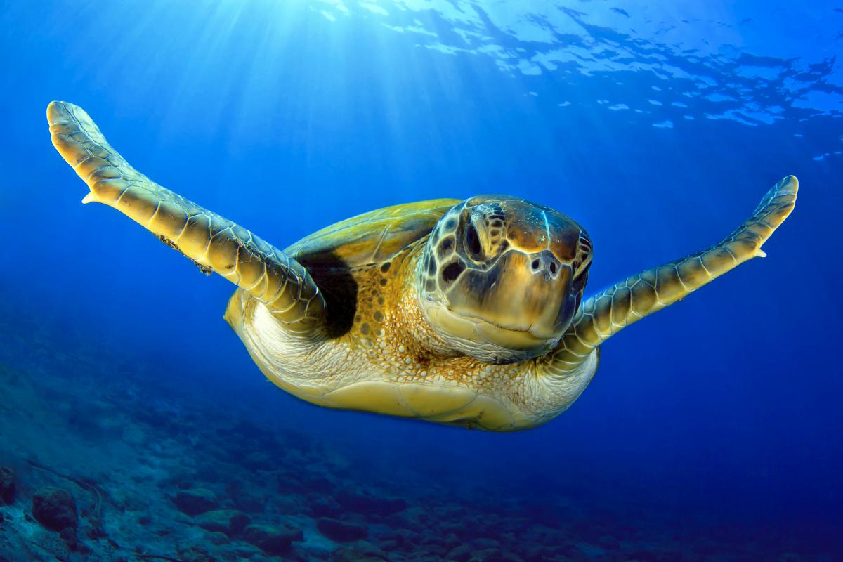 What Zoology Careers Are there?