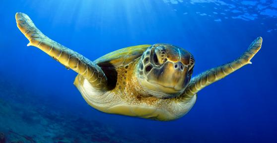 What Zoology Careers Are there?