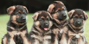 How Many Puppies Can a German Shepherd Have in One Litter