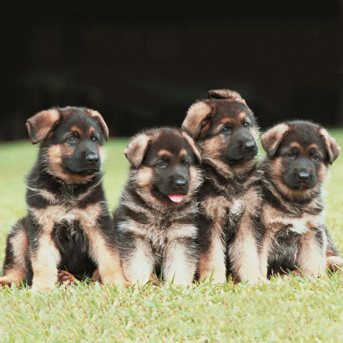 German Shepherd Litter Size Food For 40 Days Old German Shepherd