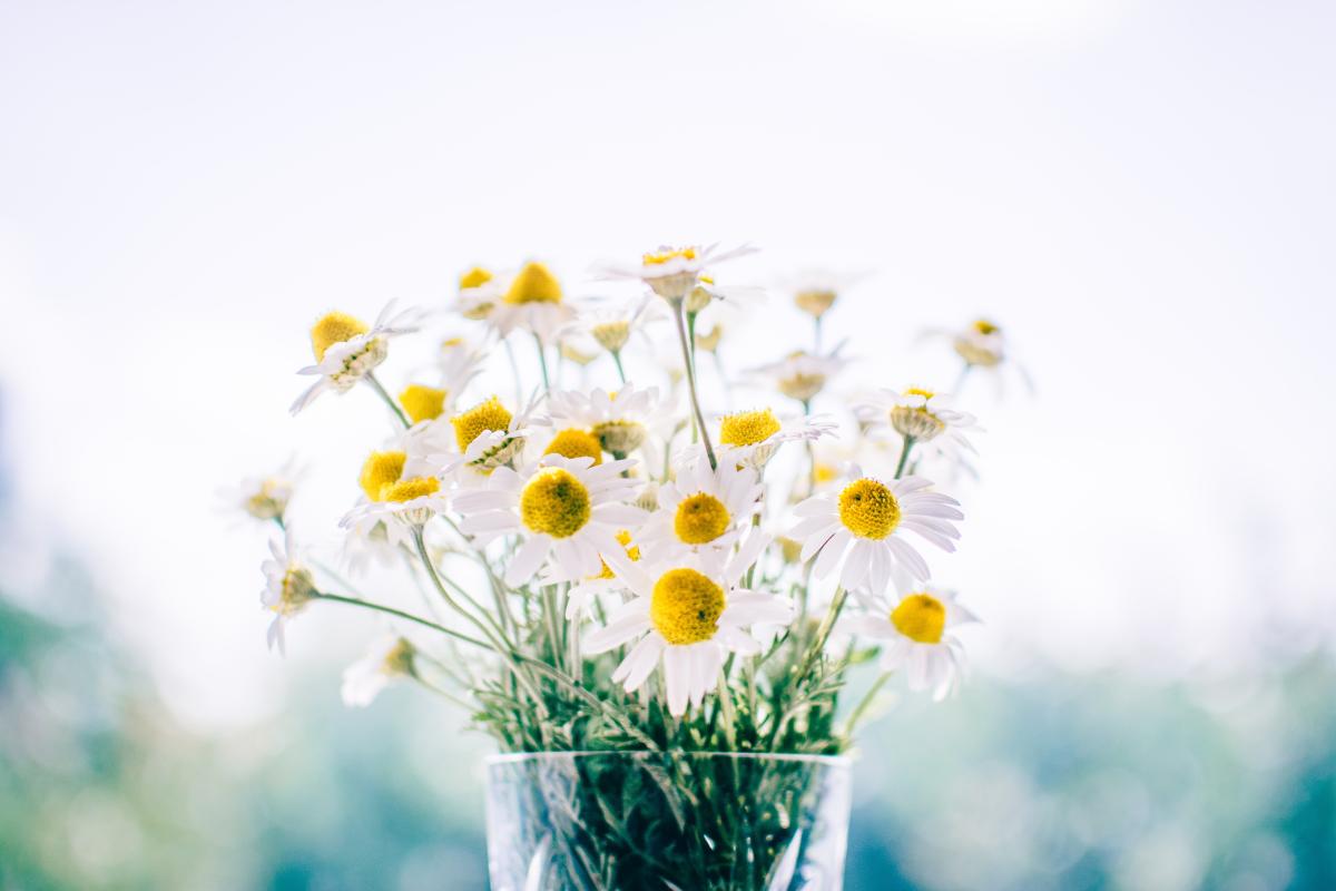 How To Lighten Hair With Chamomile Tea