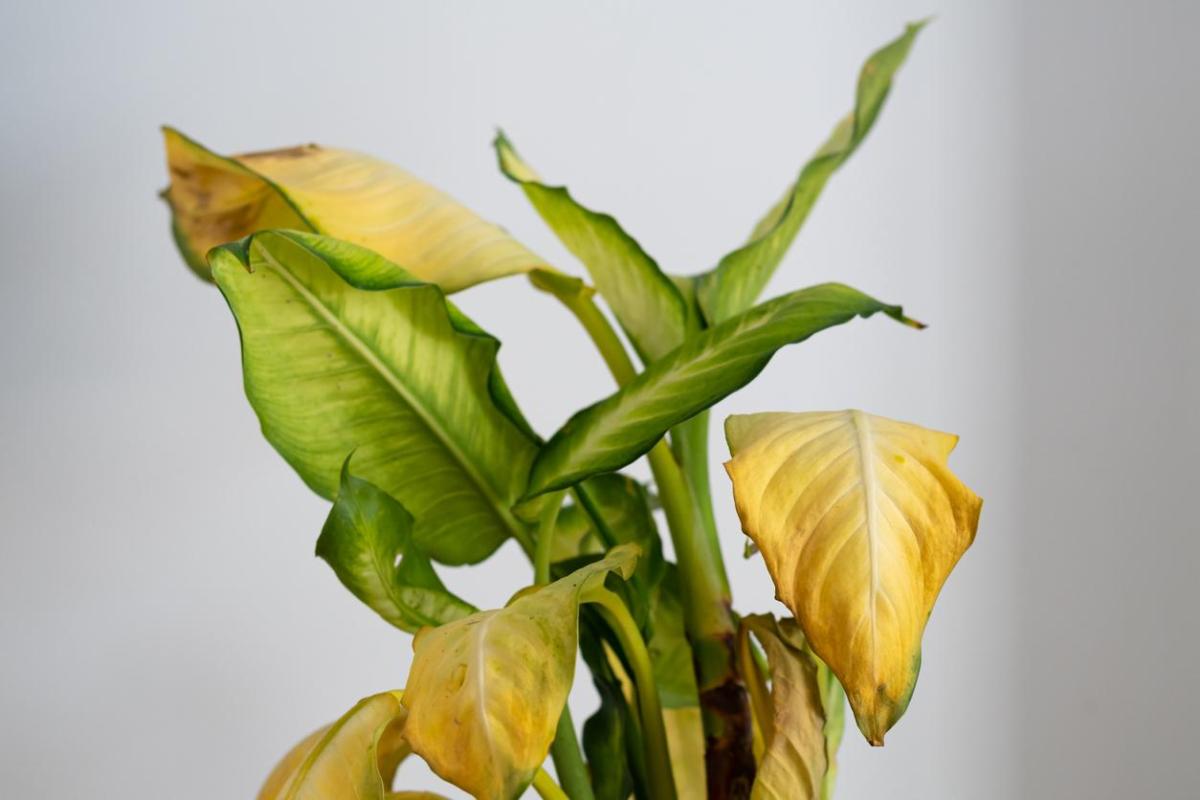 My Plant Leaves Are Turning Yellow