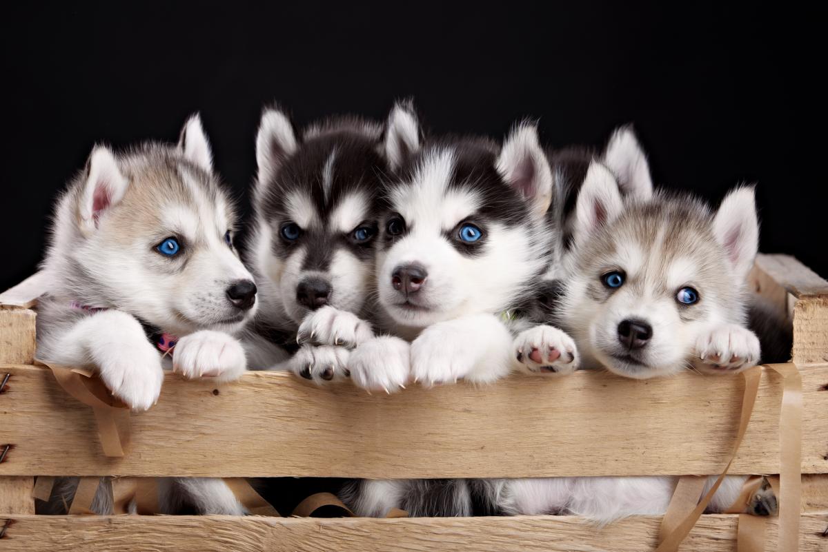 How Many Puppies Can a Husky have?