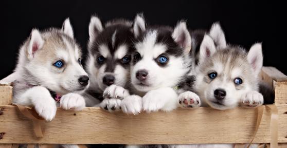How Many Puppies Can a Husky have?