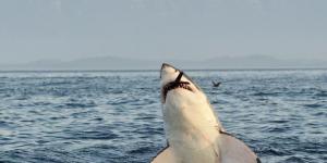 What is the Name for a Female Shark?