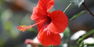 What is the Main Function of Flowers