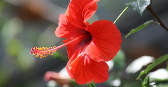 What is the Main Function of Flowers