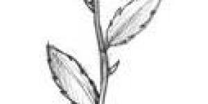How to Draw a Rose Using a Pencil or Charcoal Step By Step