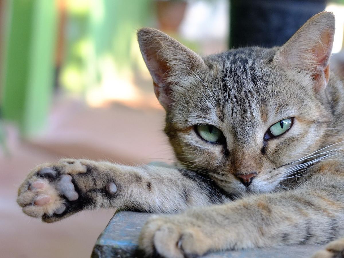 Home Remedies to Reduce my Cat's Fever