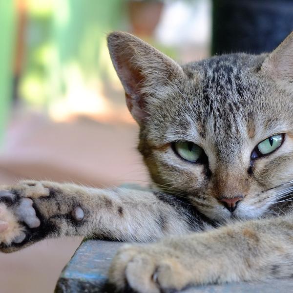 Cat fever home treatment shop