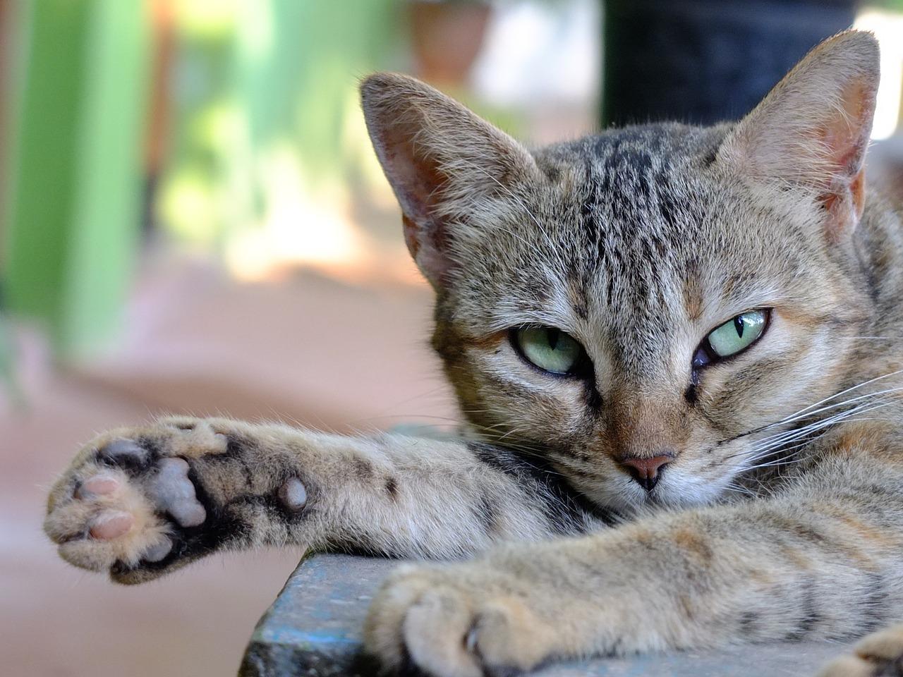 Cat with fever home remedy top