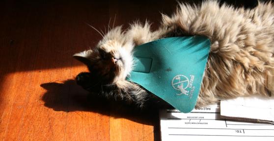 How Does a Cat Bib Work
