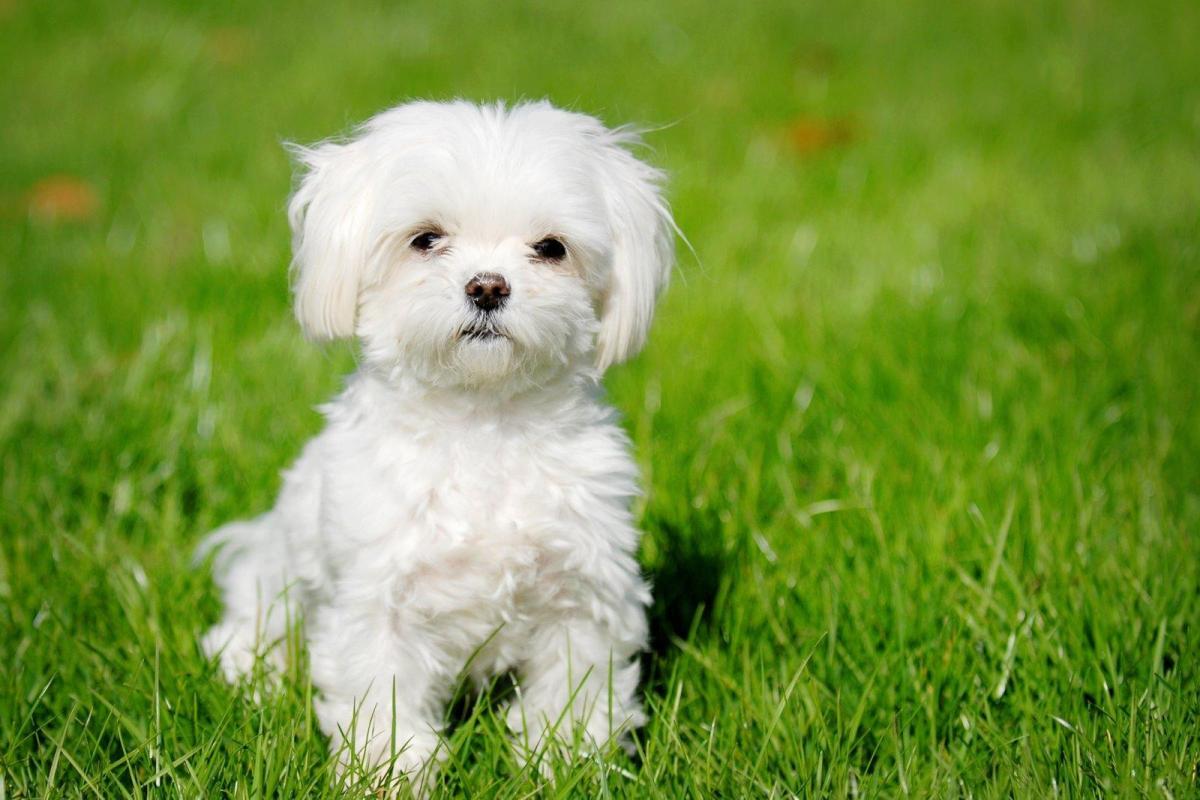 How to Care for a Bichon Maltese
