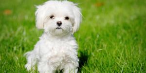 How to Care for a Bichon Maltese