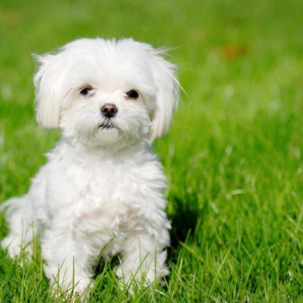 Bichon Cross Bichon Frise Maltese Mix Tzu Bichon Bichon Frise