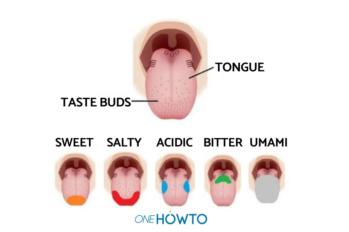 What is Umami Flavor and Taste?