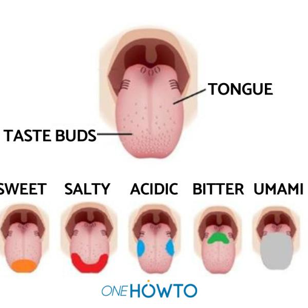 Taste Buds Umami Cartoon Human Taste Areas. Tongue Taste Receptors,