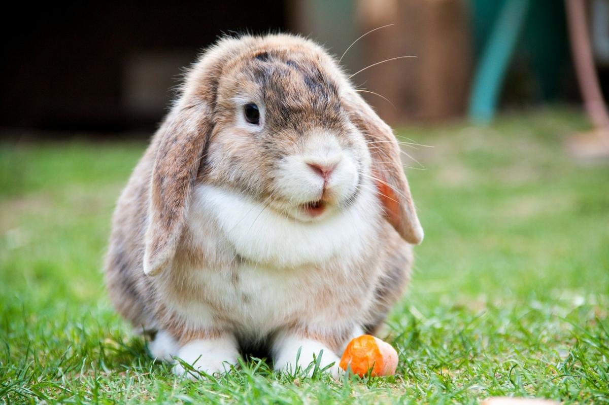 Why does a Rabbit’s Fur Change Color