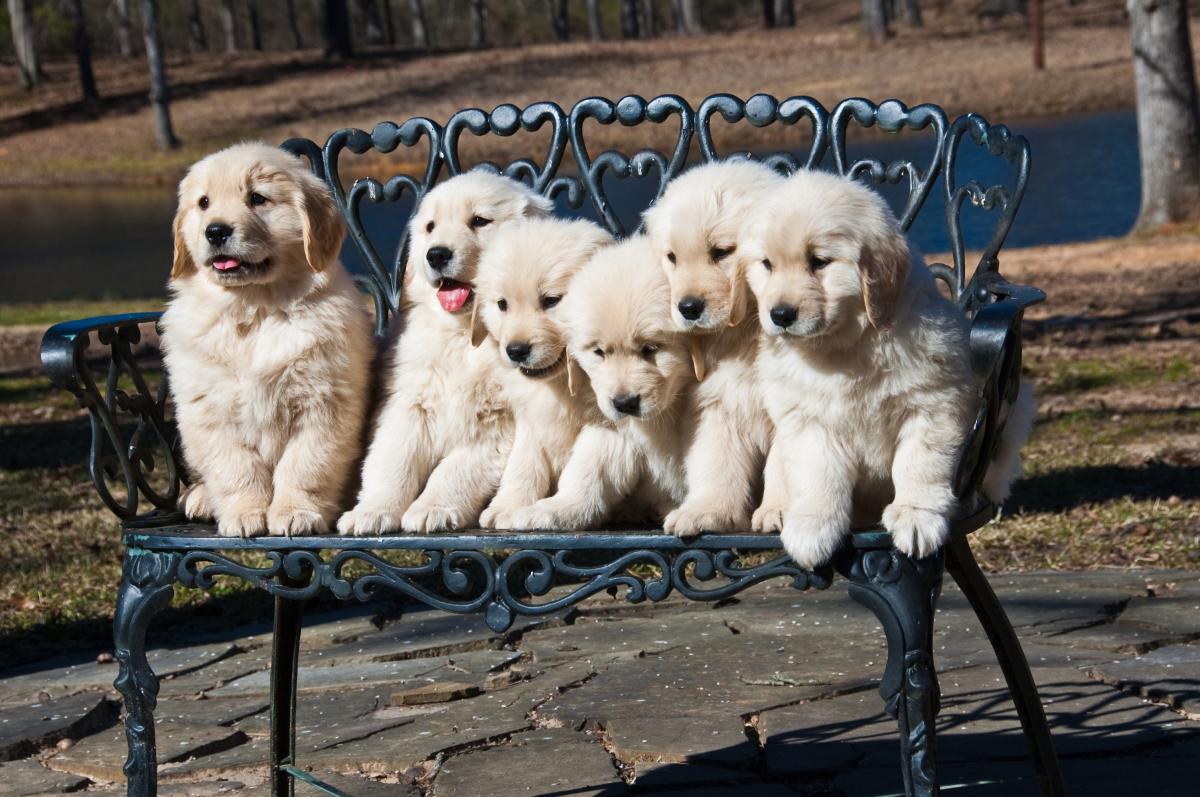 How Many Puppies Can a Golden Retriever have?
