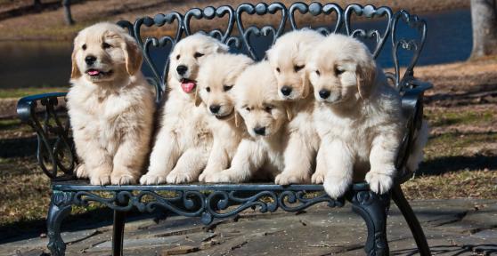 How Many Puppies Can a Golden Retriever have?